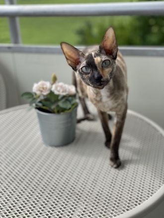 Cornish Rex von Saxonia Eleganz