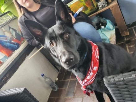 Loki, Nach langer Überlegung habe ich mich leider dazu