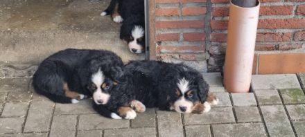 Am 16.12.2021 hat unsere Luna ihre ersten Babys zur