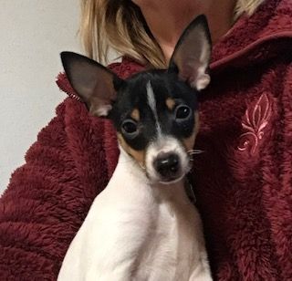 Brauchen Sie einen wahren Freund für Spaziergänge im