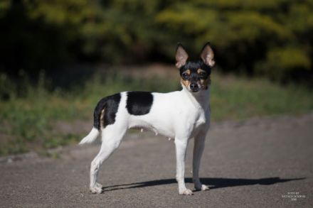 Brauchen Sie einen wahren Freund für Spaziergänge im