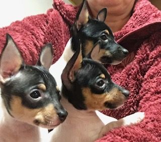 Brauchen Sie einen wahren Freund für Spaziergänge im