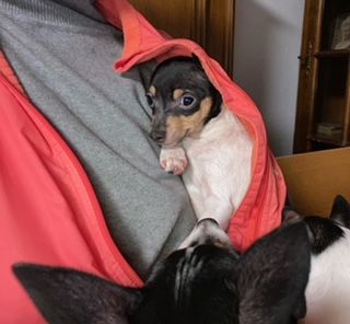 Brauchen Sie einen wahren Freund für Spaziergänge im