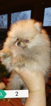 Unsere wunderschönen Pommeran Welpen sind am 21.11.2021