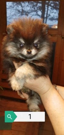 Unsere wunderschönen Pommeran Welpen sind am 21.11.2021