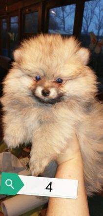 Unsere wunderschönen Pommeran Welpen sind am 21.11.2021