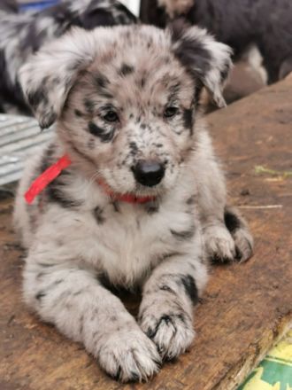 Am 05. Dezember kamen 12 Welpen von unseren