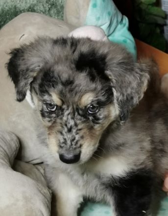 Am 05. Dezember kamen 12 Welpen von unseren