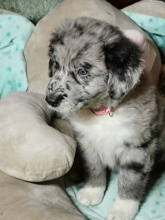 Am 05. Dezember kamen 12 Welpen von unseren