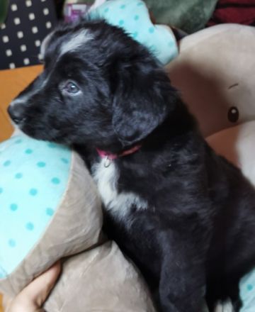 Am 05. Dezember kamen 12 Welpen von unseren