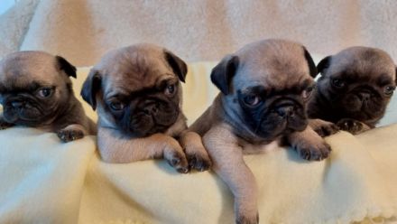 Hallo.Unsere liebe Lotti hat am 02.03.2022 ganz süsse