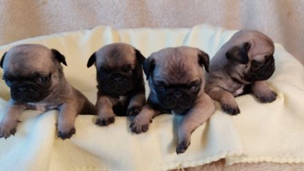 Hallo.Unsere liebe Lotti hat am 02.03.2022 ganz süsse