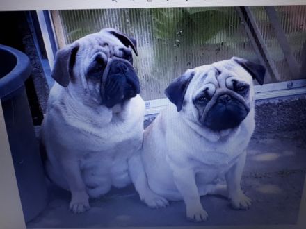 Hallo.Unsere liebe Lotti hat am 02.03.2022 ganz süsse