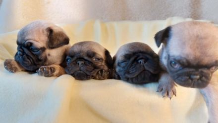 Hallo.Unsere liebe Lotti hat am 02.03.2022 ganz süsse