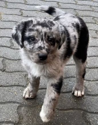 —————————————————————————— Informationen zum Welpen: