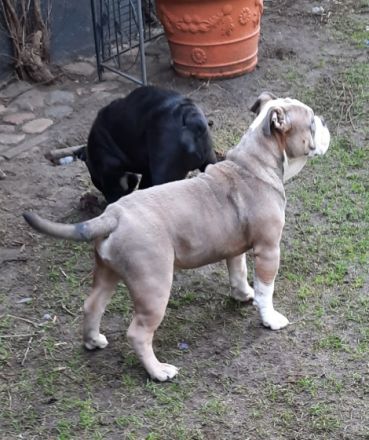 Noch 2 kernige Jungs suchen neues Kuschelpersonal Sie