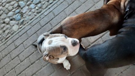 Noch 2 kernige Jungs suchen neues Kuschelpersonal Sie