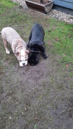 Noch 2 kernige Jungs suchen neues Kuschelpersonal Sie