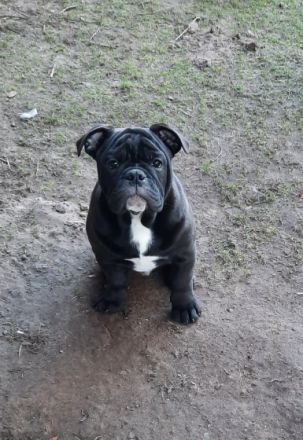 Noch 2 kernige Jungs suchen neues Kuschelpersonal Sie