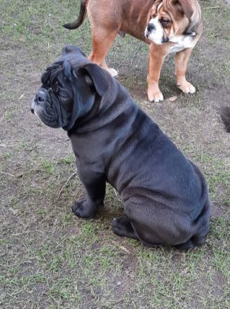 Noch 2 kernige Jungs suchen neues Kuschelpersonal Sie