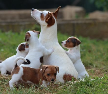 Wunderschöne Jack Russell Terrier Welpen Die kleinen