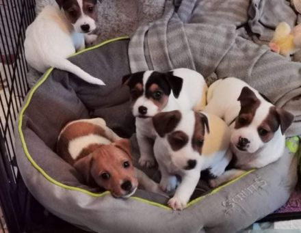 Wunderschöne Jack Russell Terrier Welpen Die kleinen