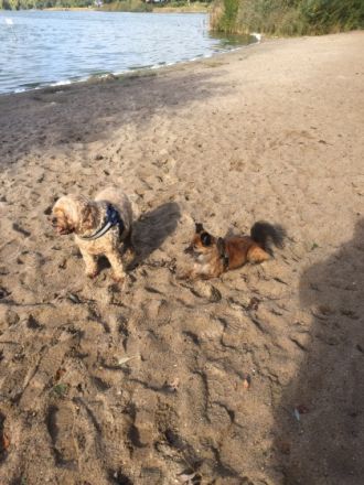 Hundeoase am Brahmsee