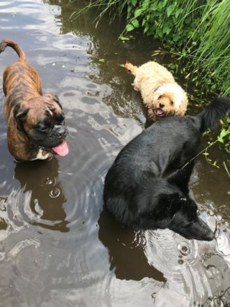 Hundeoase am Brahmsee