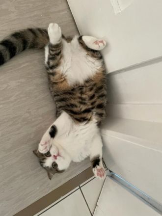 Unsere wunderschöne Kätzchen suchen ein neues Zuhause.