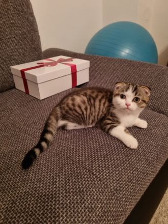 Unsere wunderschöne Kätzchen suchen ein neues Zuhause.