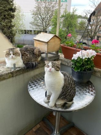 Unsere wunderschöne Kätzchen suchen ein neues Zuhause.