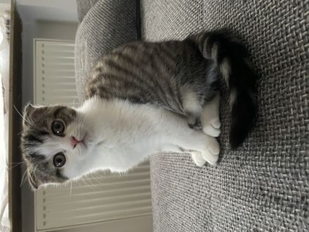 Unsere wunderschöne Kätzchen suchen ein neues Zuhause.