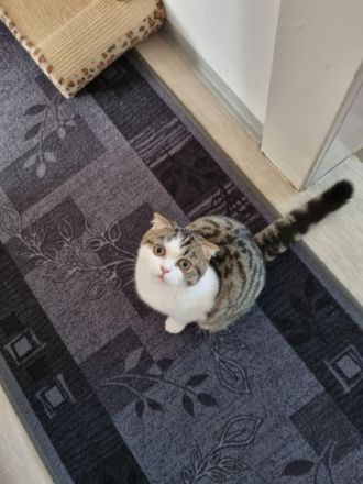 Unsere wunderschöne Kätzchen suchen ein neues Zuhause.