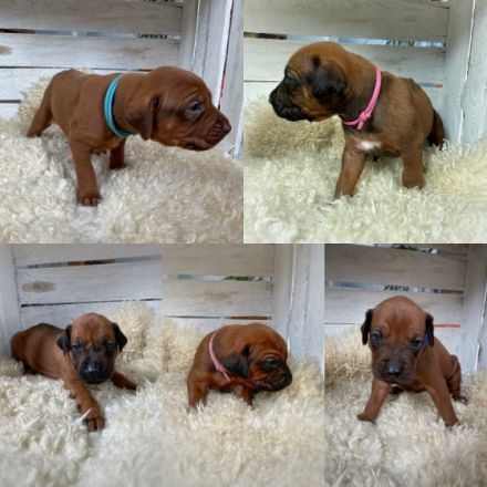 African Lion‘s Head