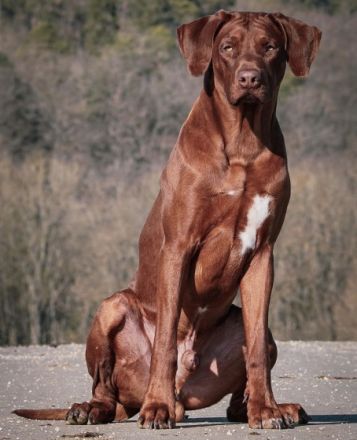 African Lion‘s Head