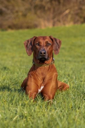 African Lion‘s Head