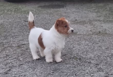 Jack Russell Terrier, Welpen