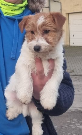 Jack Russell Terrier, Welpen