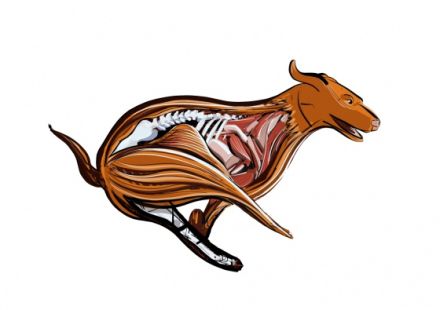 kleintierphysio-strandpfoten