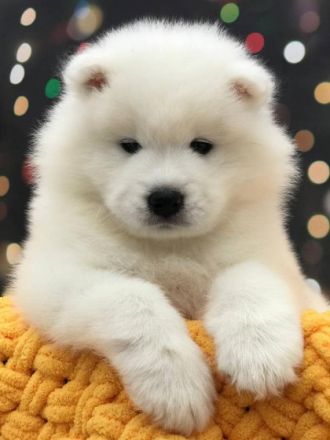 Unsere Welpen suchen ein liebevolles Zuhause Jungen