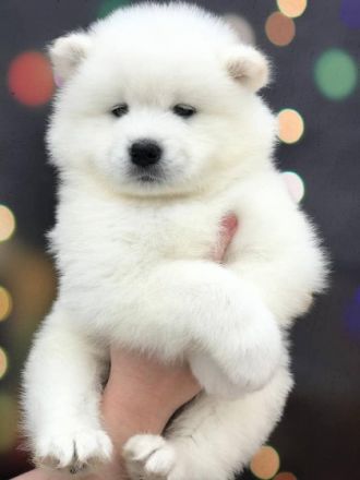 Unsere Welpen suchen ein liebevolles Zuhause Jungen