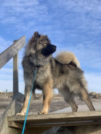 Eurasier Deckrüde Milo