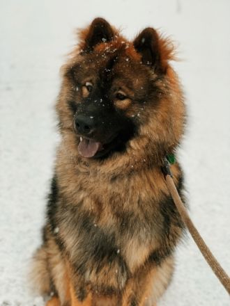 Eurasier Deckrüde Milo