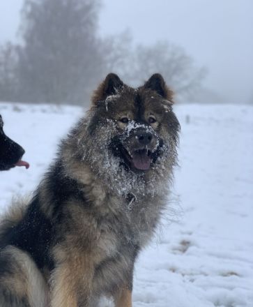 Eurasier Deckrüde Milo