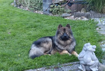 Eurasier Deckrüde Milo