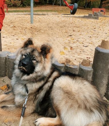 Eurasier Deckrüde Milo