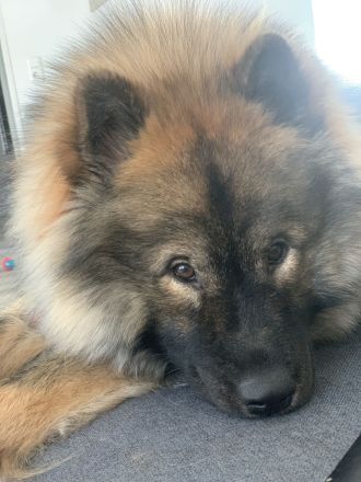 Eurasier Deckrüde Milo