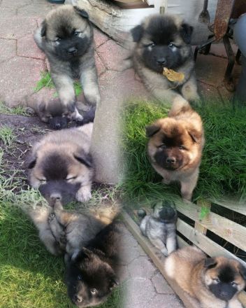 Eurasier Deckrüde Milo