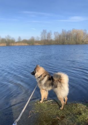 Eurasier Deckrüde Milo