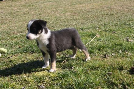 Quincesam - FCI 21/2010. Mutter: Quincesam Molly DOB: